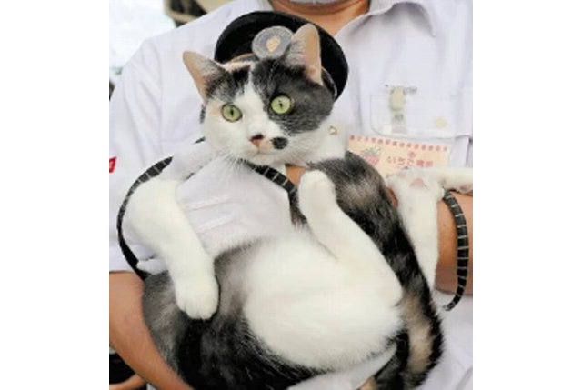 Say hello to Japan’s new stationmaster cat!【Video】 Say hello to Japan’s new stationmaster cat!【Video】