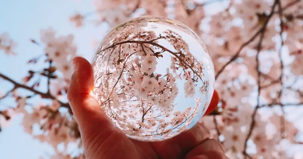 Japan cherry blossom forecast update moves up sakura dates for many parts of the country