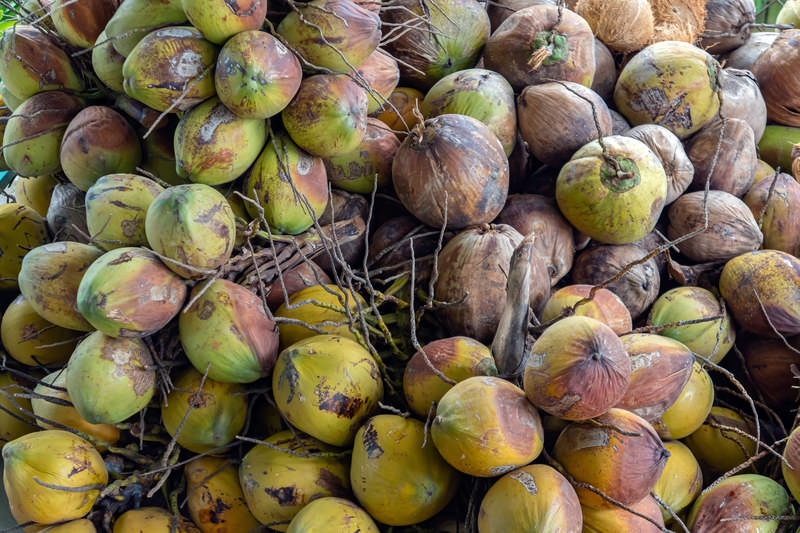 Japan has been tossing message-bearing coconuts into the ocean