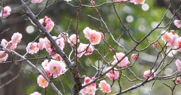 Fives places around Japan to appreciate the plum blossoms this season