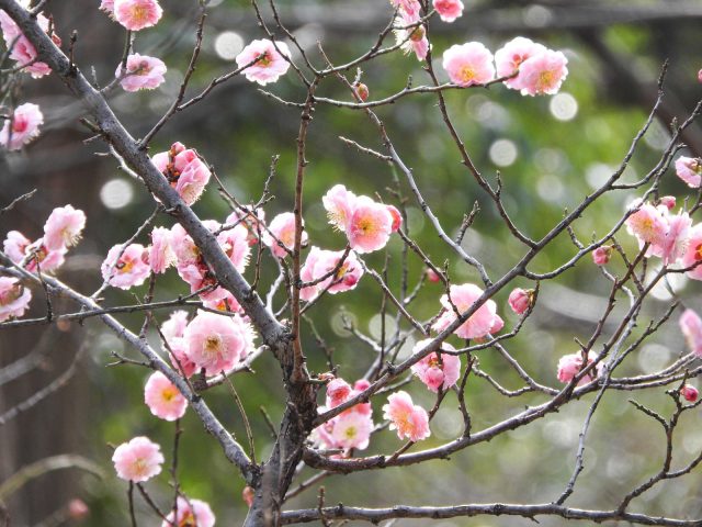 Fives places around Japan to appreciate the plum blossoms this season Fives places around Japan to appreciate the plum blossoms this season