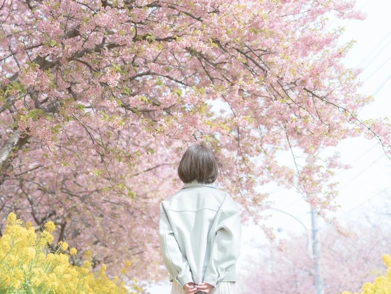 Cherry blossom forecasts map shows Japan's OTHER sakura season is