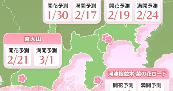 You don’t have to wait for spring to see this special kind of sakura.