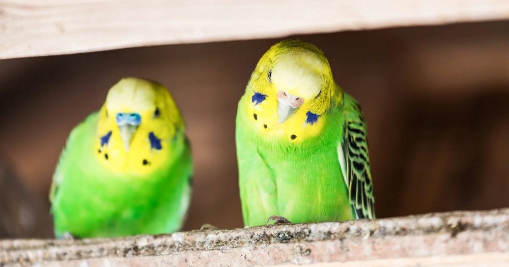 Man in Japan takes four parakeets hostage in attempt to force woman to meet with him