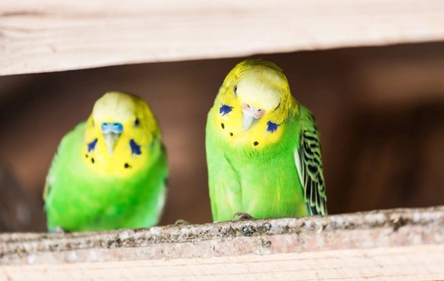 Man in Japan takes four parakeets hostage in attempt to force woman to meet with him