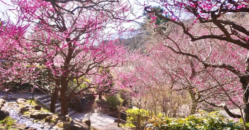 Three beautiful places to see Japan’s plum blossoms after starting your day in downtown Tokyo