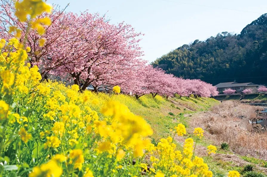 Nine great places to see spring flowers in Japan, as chosen by