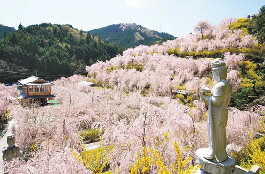 Nine amazing off-the-beaten-path cherry blossom spots in Japan for yaezakura and shidarezakura