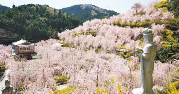 Nine amazing off-the-beaten-path cherry blossom spots in Japan for yaezakura and shidarezakura