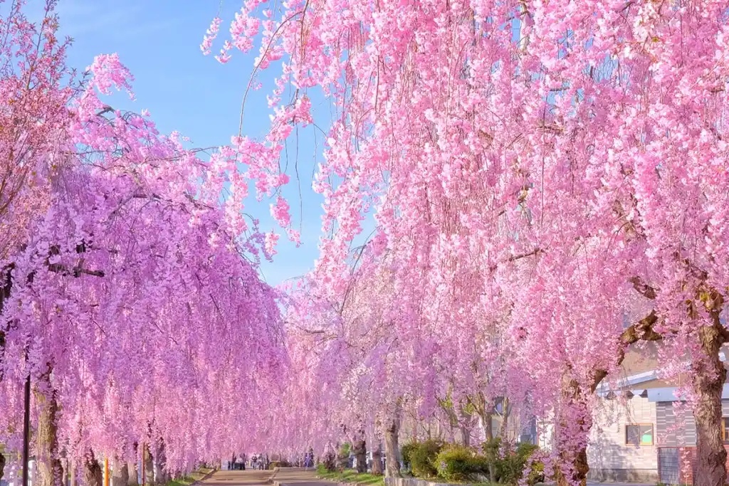 Nine amazing off-the-beaten-path cherry blossom spots in Japan for