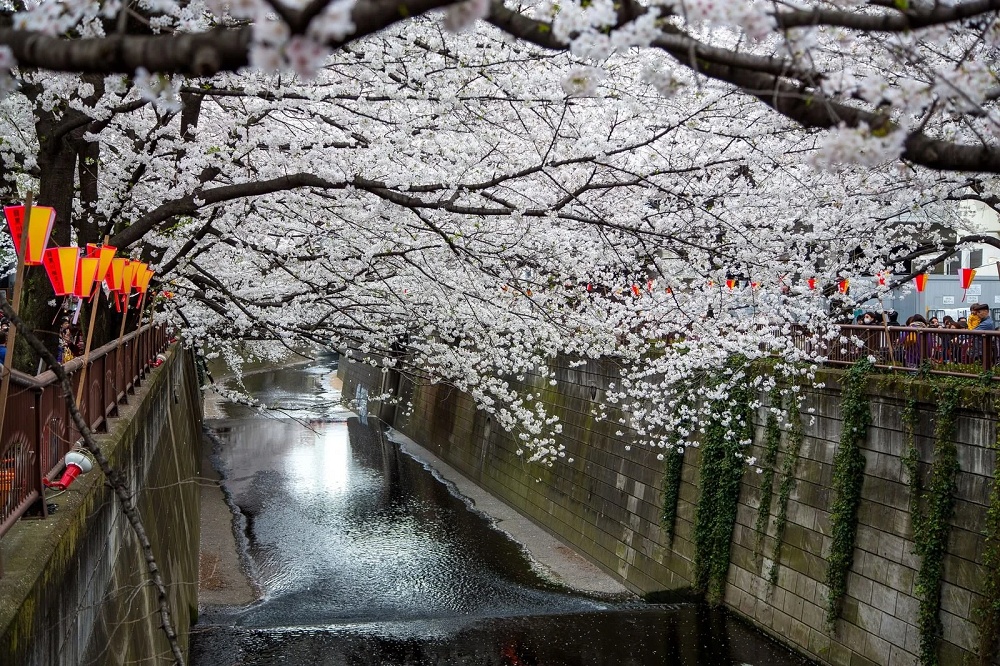 Famous Tokyo cherry blossom spot installs view-blocking screens to fight overcrowding[Video]