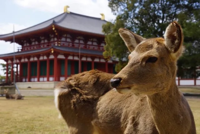 Deer are appearing in Osaka City, may have wandered there from Nara[Video]
