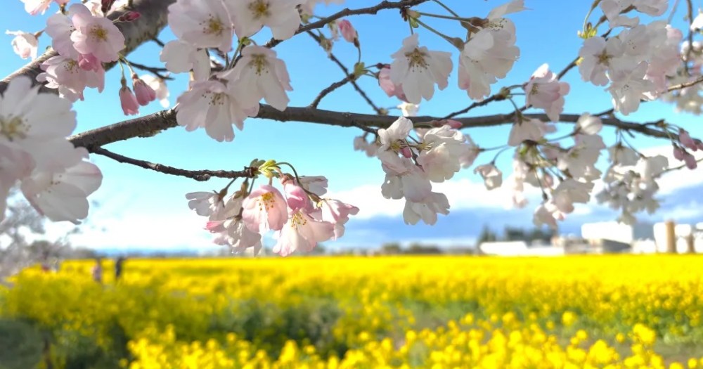 Three ways going to see cherry blossoms alone is better than seeing them with other people