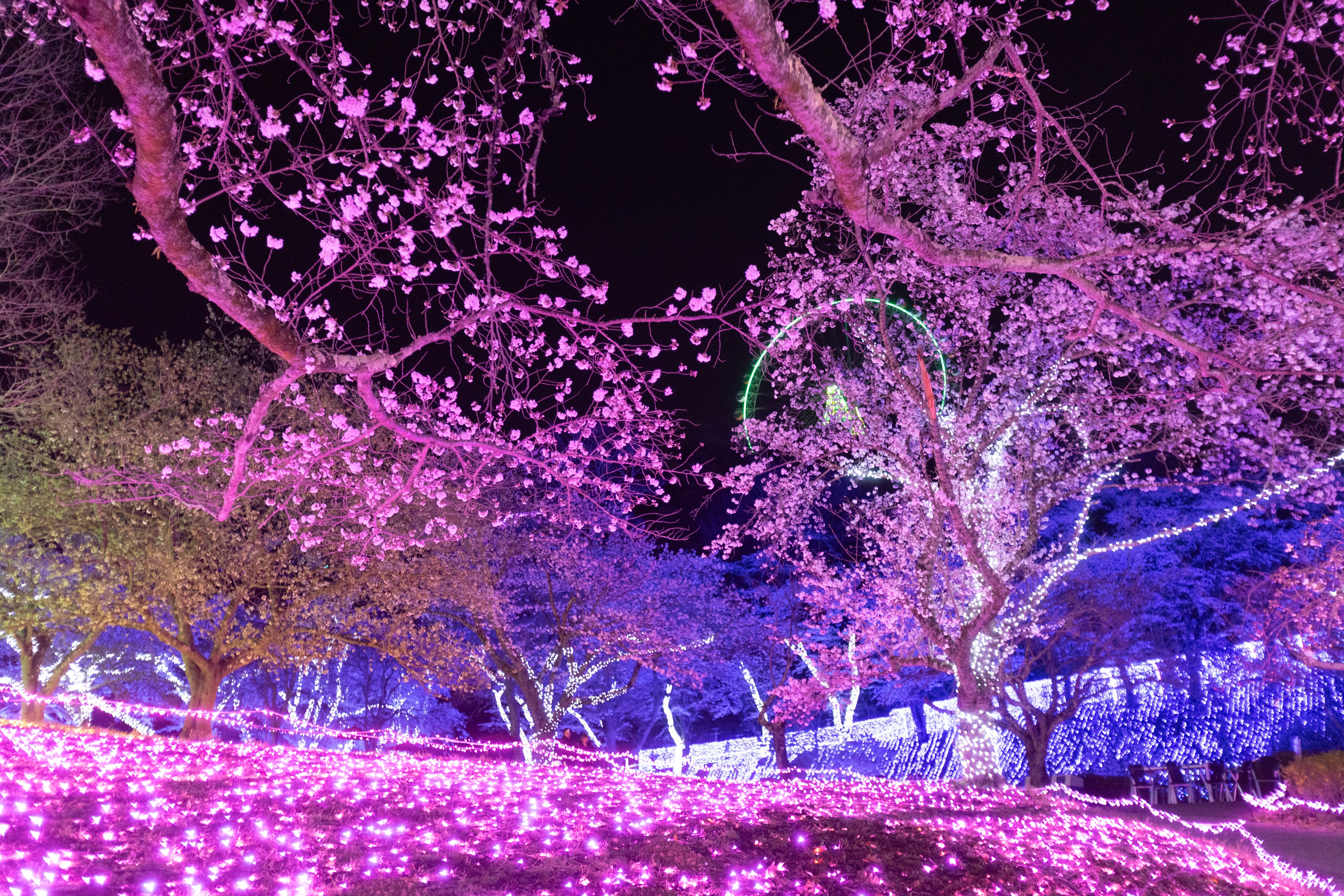Is this Japan's most extreme cherry blossom viewing? Leap, cycle
