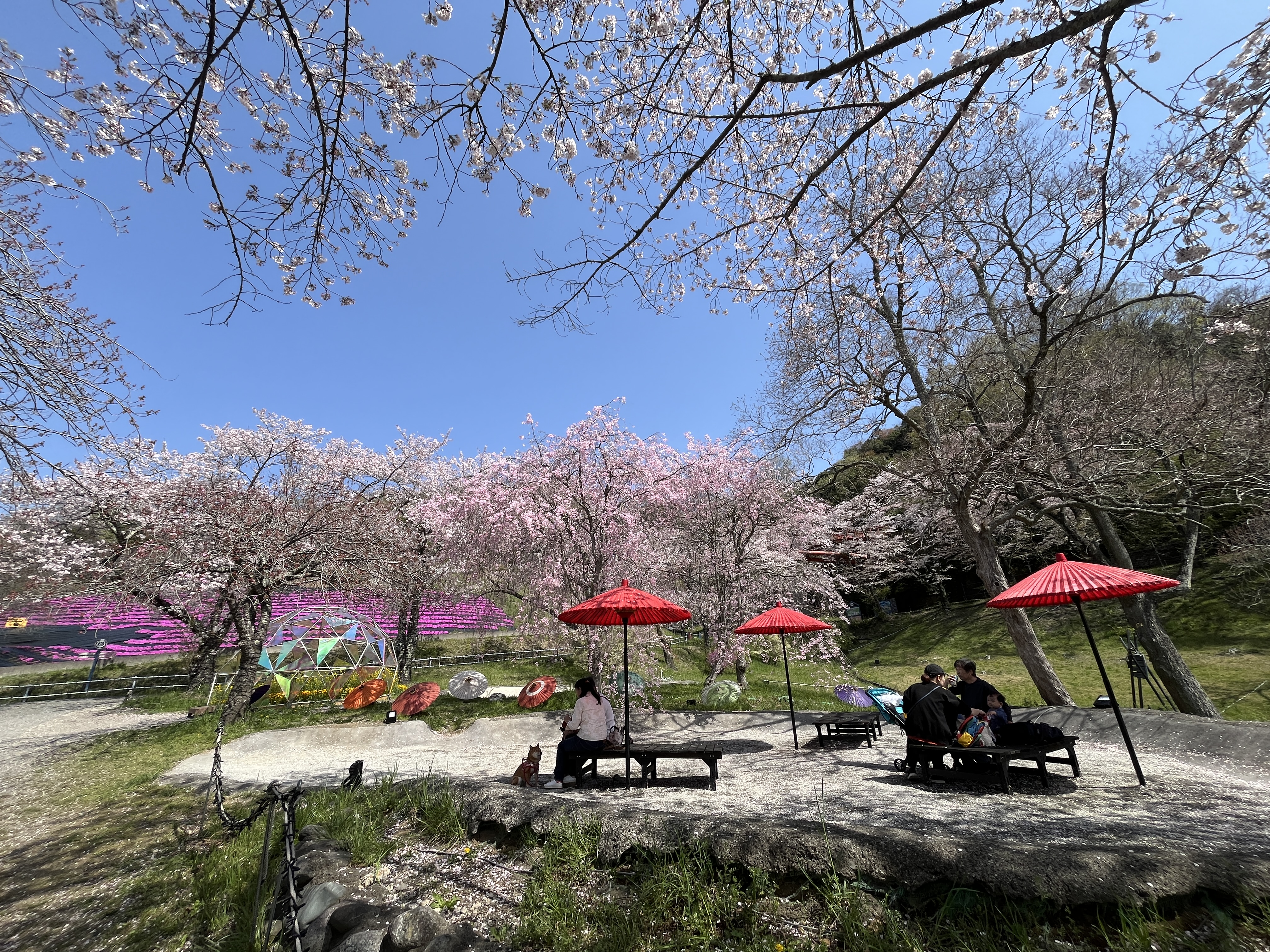 Is this Japan's most extreme cherry blossom viewing? Leap, cycle