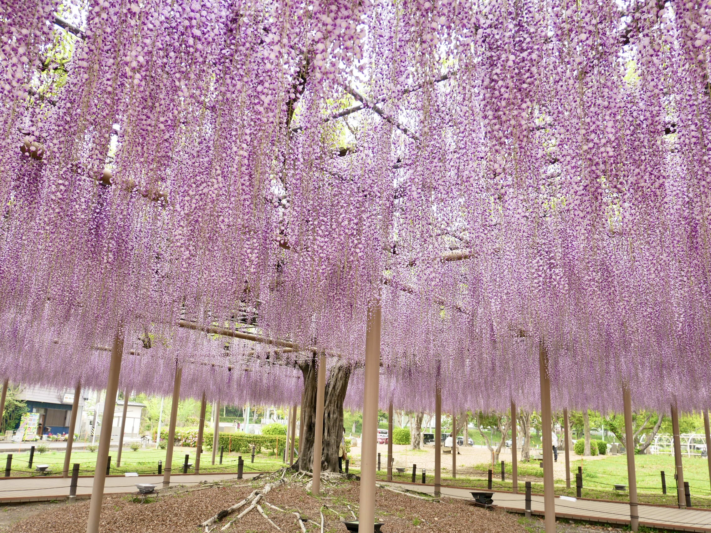 Stunning central Japan wisteria festival is like a purple fantasy