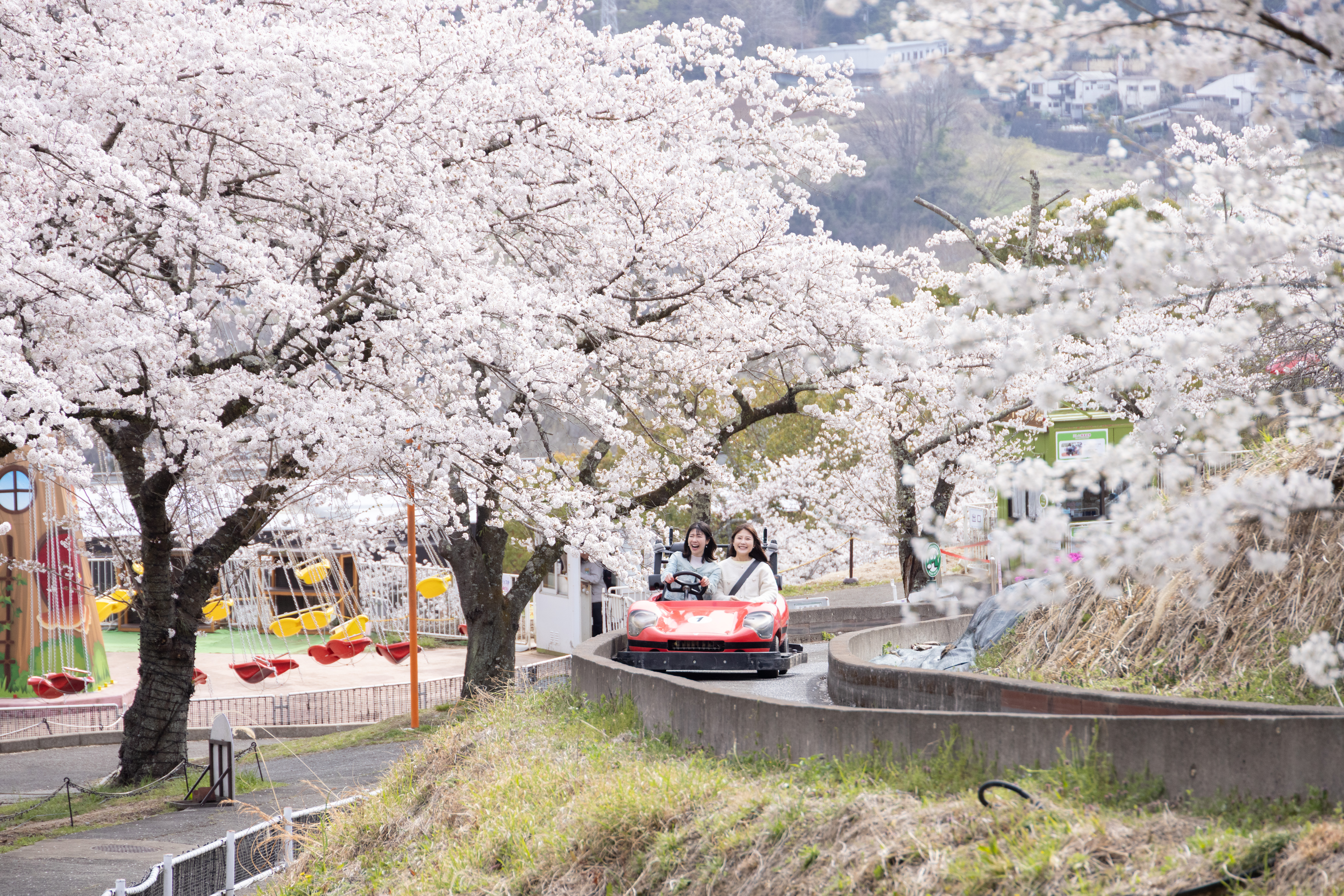Is this Japan's most extreme cherry blossom viewing? Leap, cycle