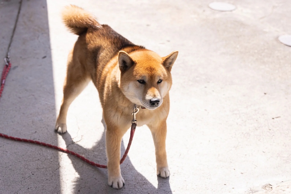 First Shiba Inu police dog in Japan’s Gifu Prefecture now on duty[Video]