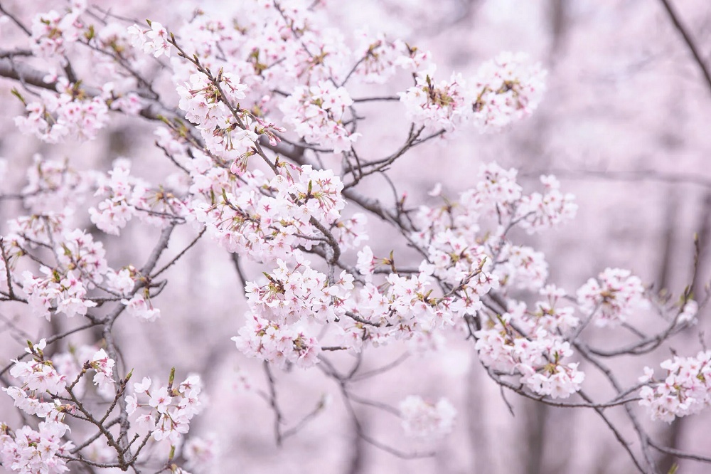 Man bites woman at cherry blossom park in Japan, dies shortly after
