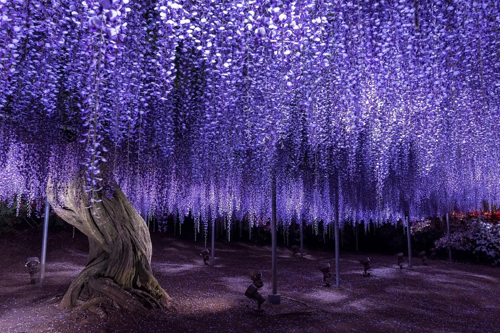 Wisteria season starts early with blooming of Japan’s Great Wisteria in its beautiful garden