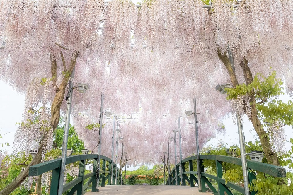 Wisteria season starts early with blooming of Japan's Great