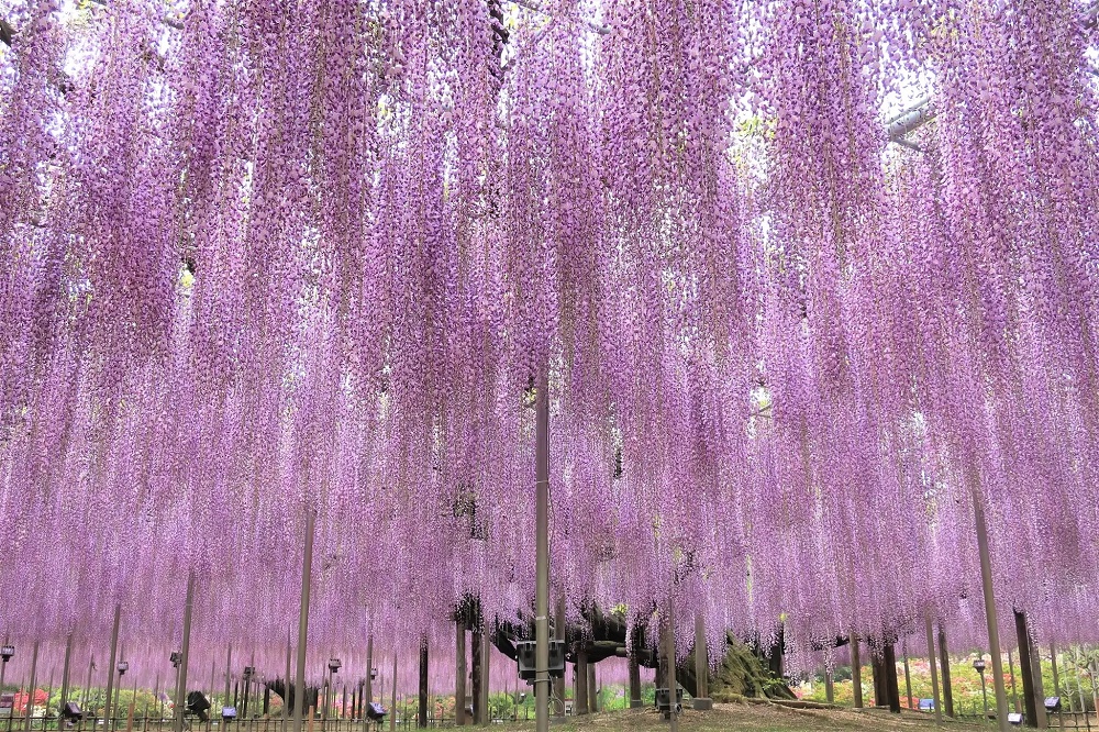 Wisteria season starts early with blooming of Japan's Great