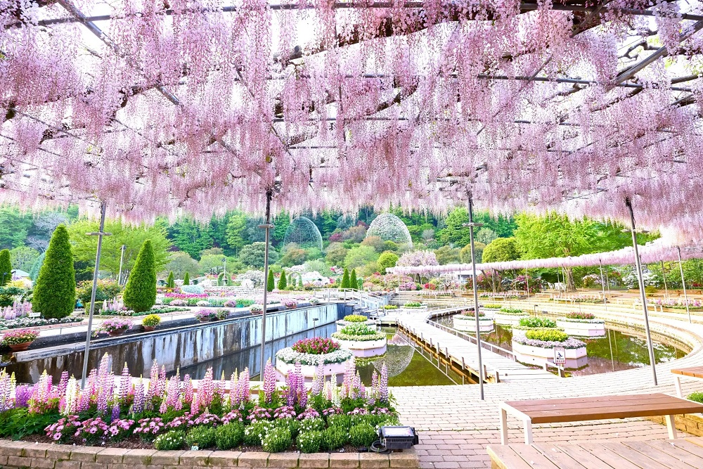 Wisteria season starts early with blooming of Japan's Great