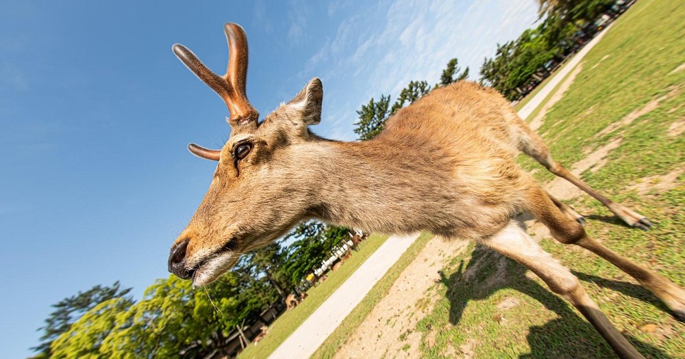 Police in Japan summoned to deal with bank intruder…who is also a deer[Video]