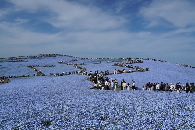 Japan’s 5.3 million beautiful Hitachi Nemophila flowers are now in full bloom[Photos]