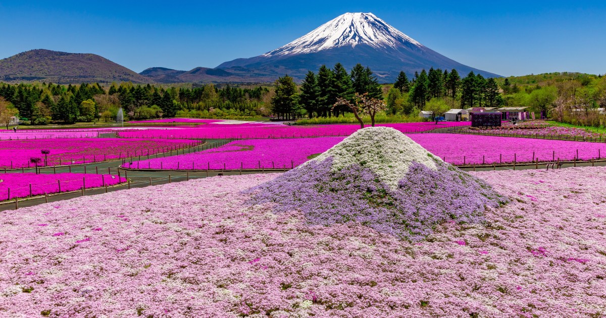 Mt. Fuji decorated with a 500,000-flower pink carpet is Japan’s ...