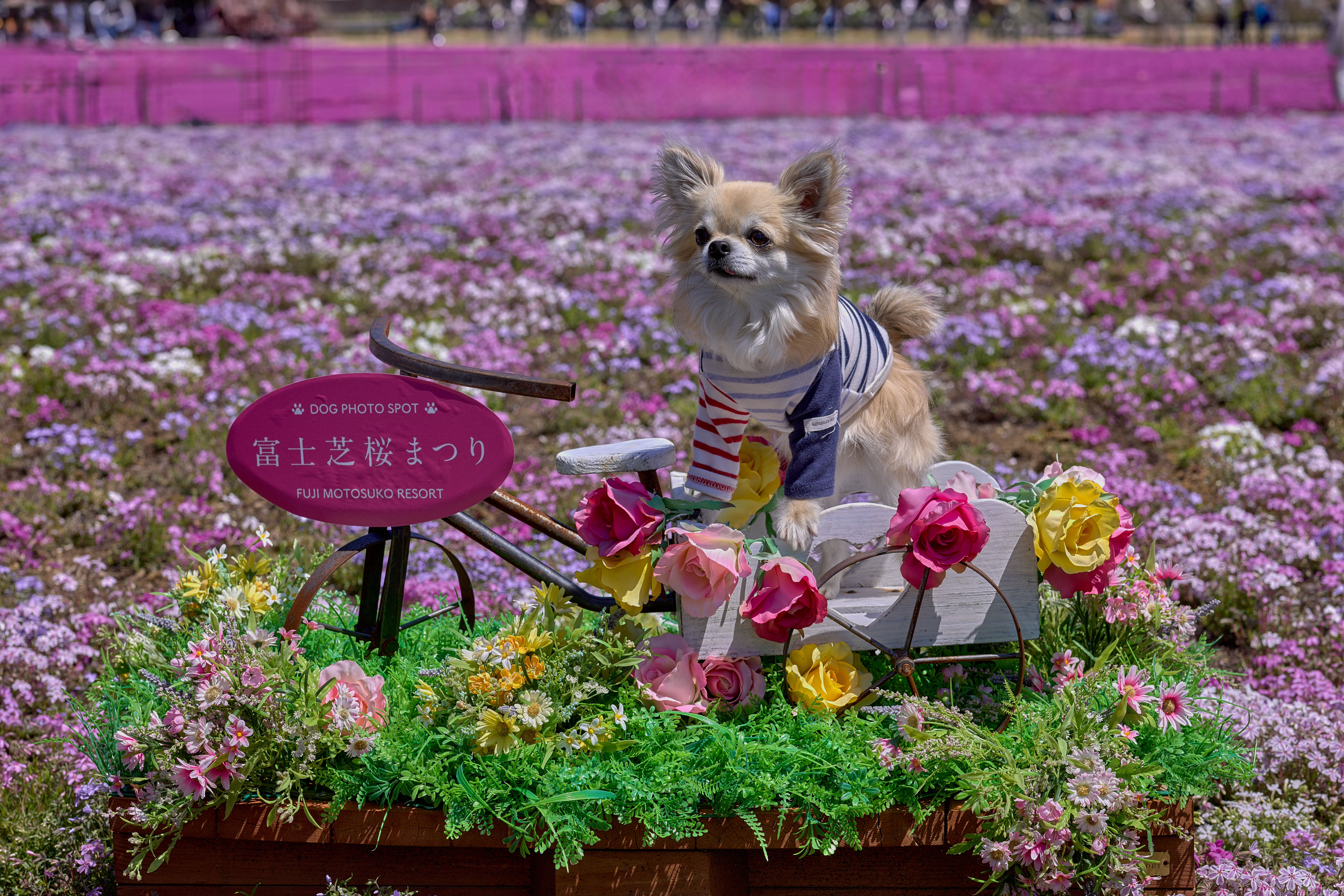 Mt. Fuji decorated with a 500,000-flower pink carpet is Japan's