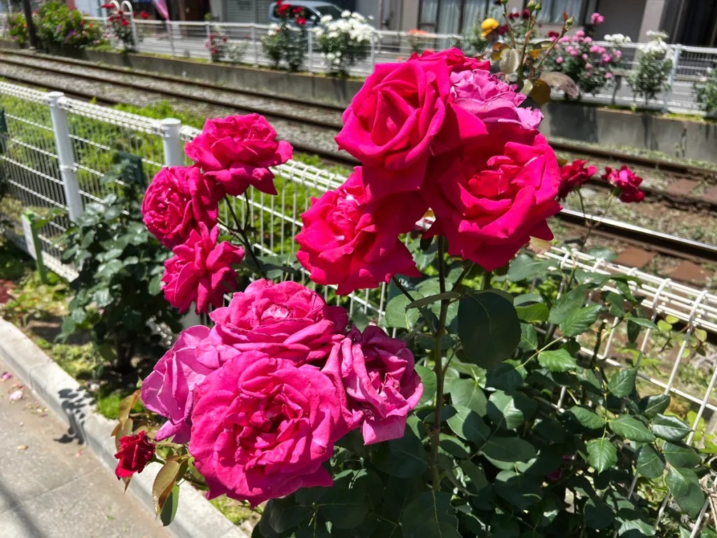 Hundreds of rose bushes in bloom at Tokyo’s off-the-beaten-path, next ...