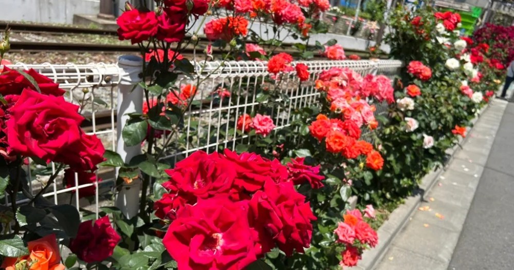 Hundreds of rose bushes in bloom at Tokyo’s off-the-beaten-path, next-to-the-tracks flower street