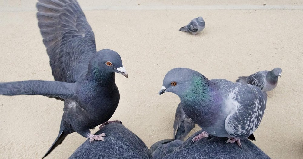 Police in Osaka file charges against resident for serial pigeon/crow feeding