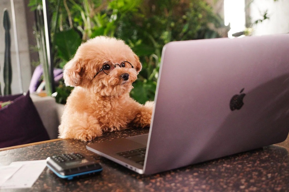 Same name tops lists of most popular dog and cat names in Japan, and there’s probably a reason why