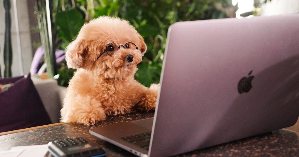 Same name tops lists of most popular dog and cat names in Japan, and there’s probably a reason why