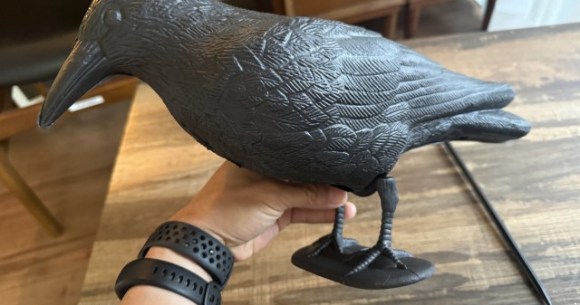 That time when we fowled out while fighting our feathered friends