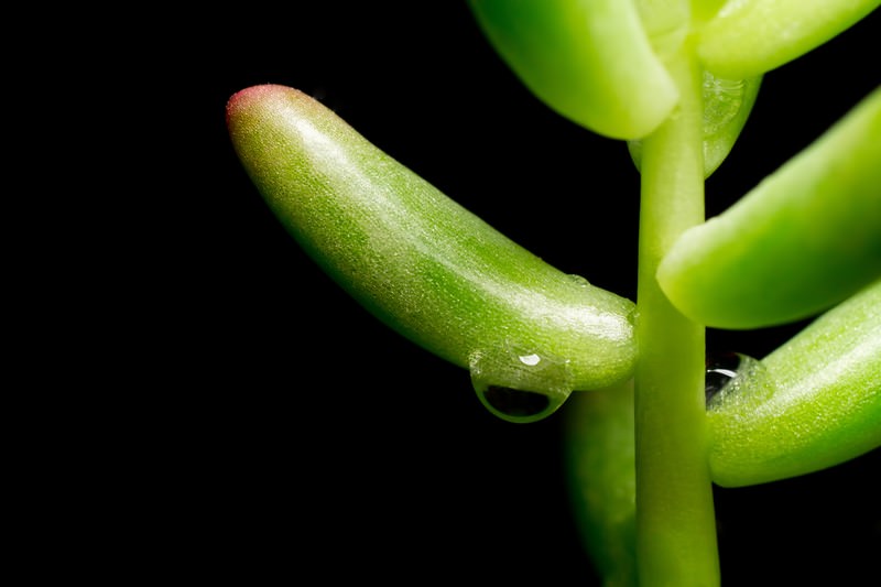 Luxury houseplant fraud leads to arrest of Takamatsu man