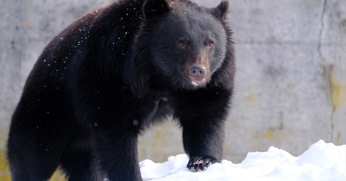 Fukushima City on edge as resourceful and violent bear still not found