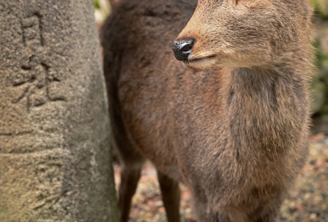 Japanese university welcomes birth of baby deer on campus, president waives entrance exam[Videos]