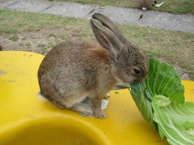 Japan’s Rabbit Island in danger of becoming Boar Island, tourists asked to follow feeding rules Japan’s Rabbit Island in danger of becoming Boar Island, tourists asked to follow feeding rules