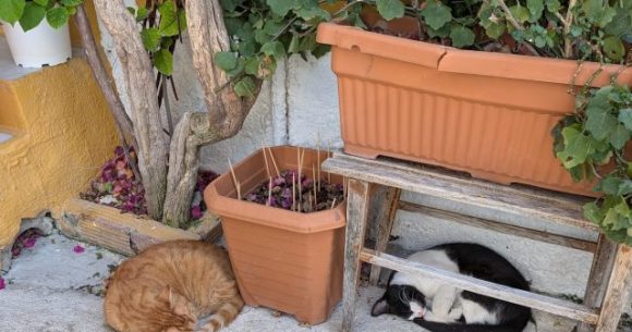 Stray cats almost became classified as an invasive species in Japan but the change was overturned
