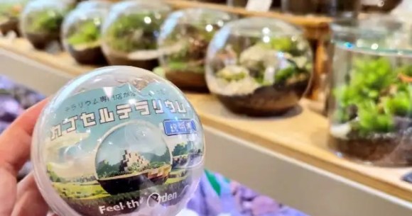 Japanese gacha machine in Shibuya now sells tiny capsule terrariums