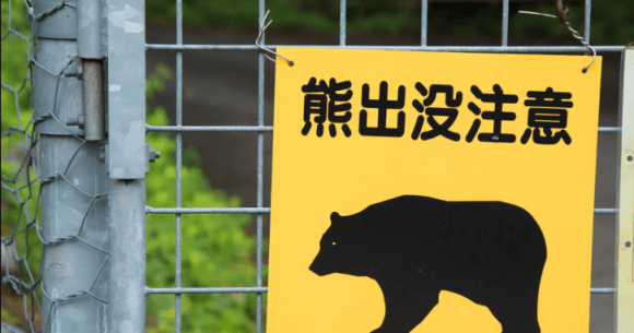 Data suggests increased bear sightings have led to a decrease in mountain climbers across Japan