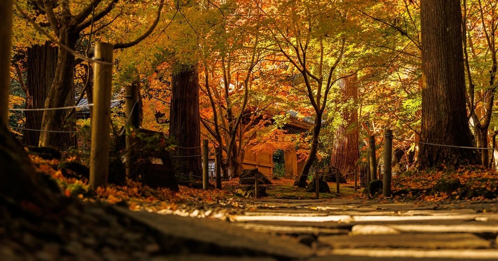 Japan’s first fall color forecast for 2026 is here!