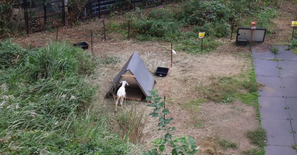 There are goats spending every day in downtown Tokyo, but why? [Photos]