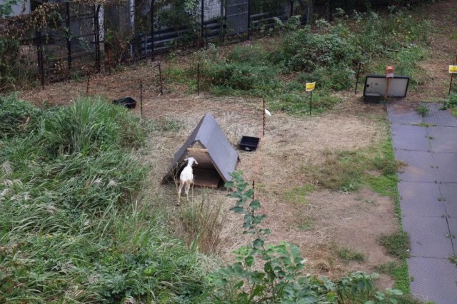 There are goats spending every day in downtown Tokyo, but why? [Photos]