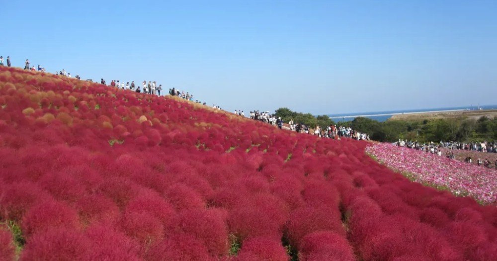 Eight low-key great places to spend the day (or half a day) in Japan this fall