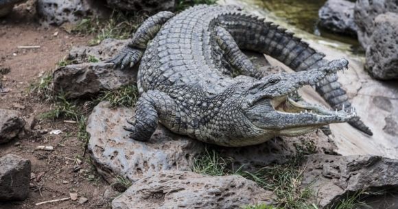 Osaka man arrested for running little pet shop of horrors with dangerous crocodile